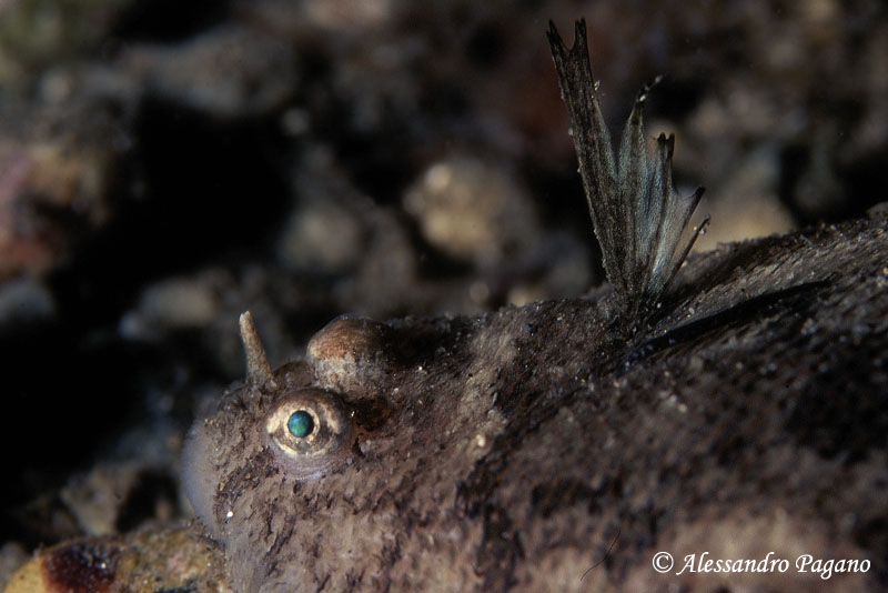 Buglossidium luteum (Risso, 1810)